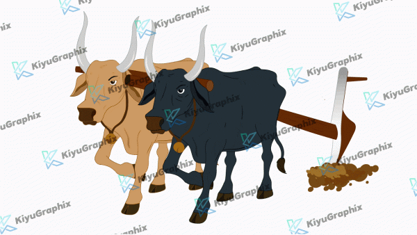 Indian Bull Plow with Animation
